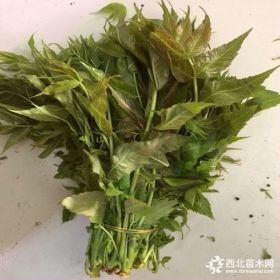 供应3公分香椿苗 供应3公分香椿芽苗价格行情