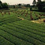 蒙山9號茶苗批發(fā)、蒙山9號，蒙山9號茶苗價格