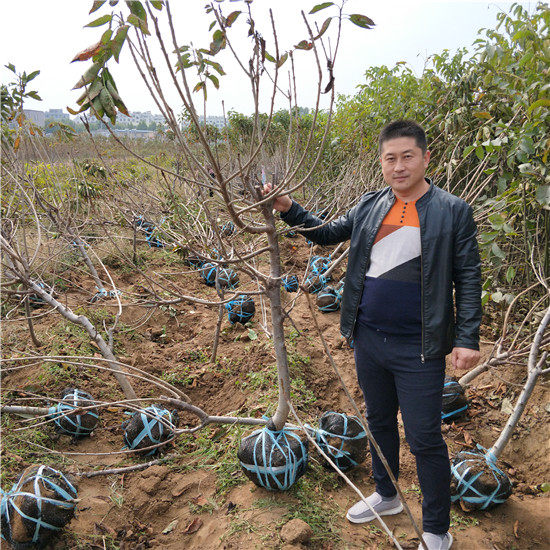 矮化櫻桃管理技術(shù)