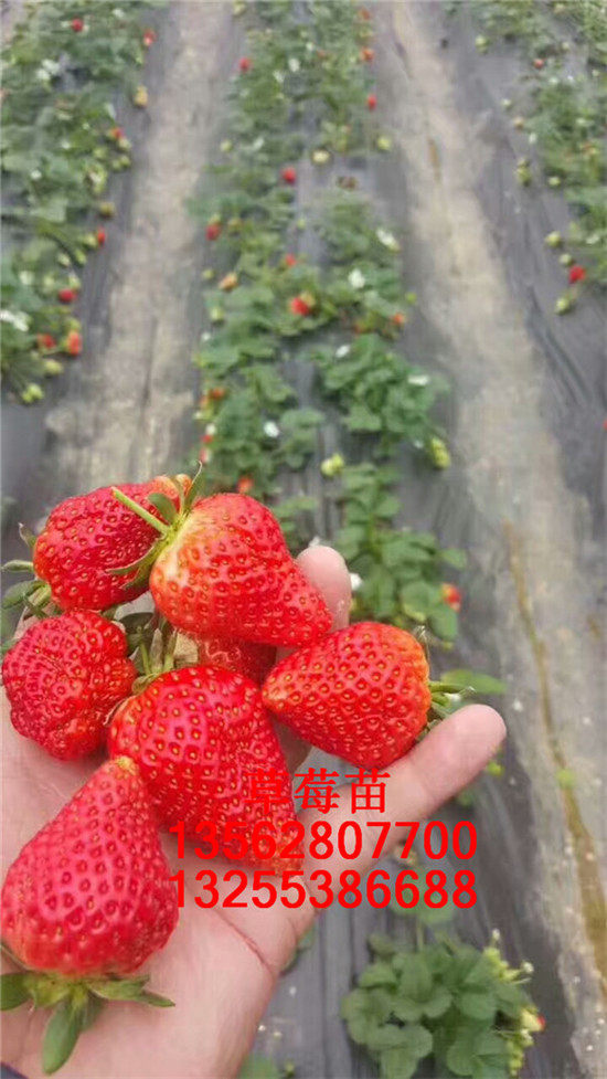 丰香草莓苗价格