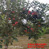 供應紅肉蘋果蘋果苗、紅肉蘋果蘋果苗主產(chǎn)區(qū)