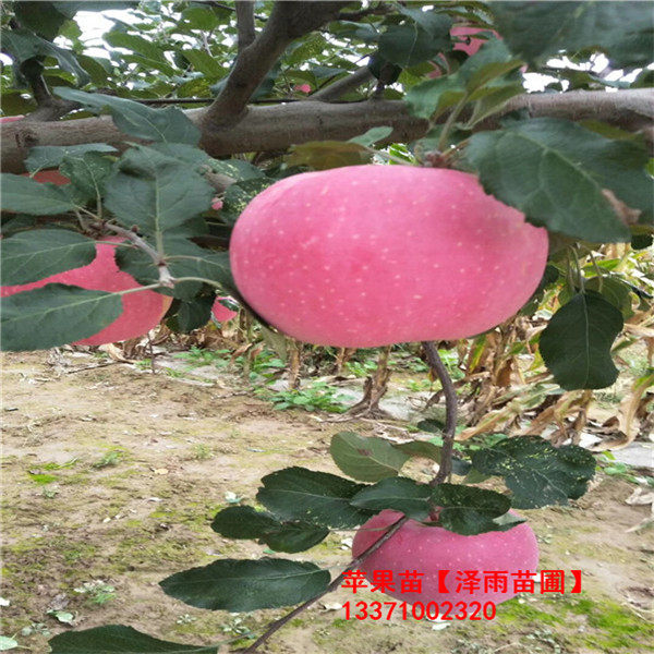 6代紅星蘋果樹苗