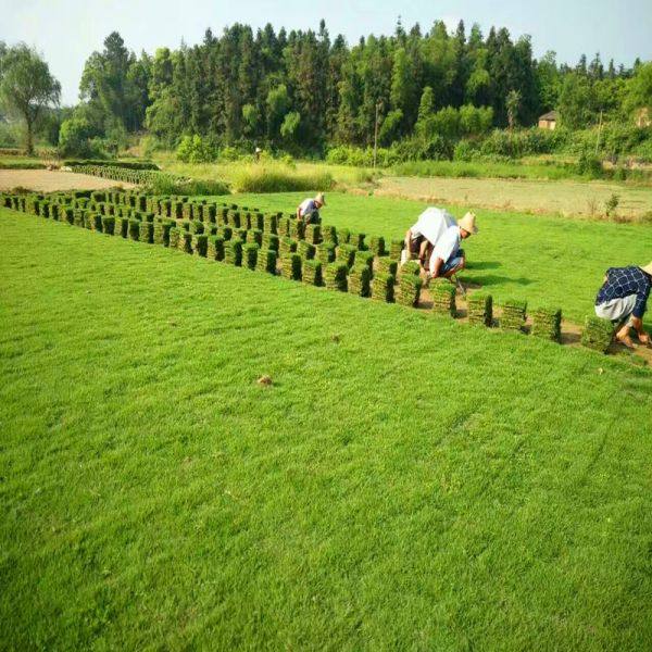 馬尼拉草皮