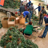 泰安草莓苗2019批发价格 泰安草莓苗基地