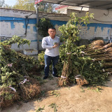 雨露紅蘋果樹苗、雨露紅蘋果苗多少錢一棵