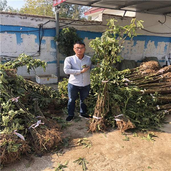 巴勞奈無(wú)花果苗