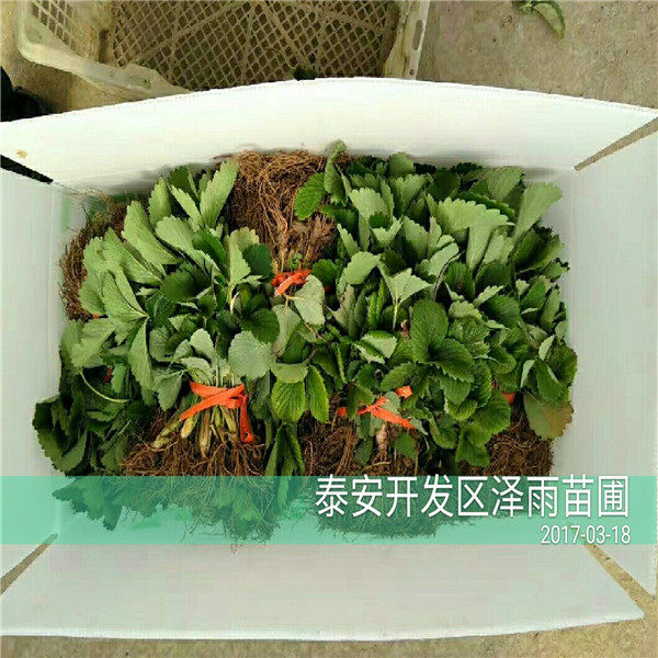 黔莓一号草莓苗