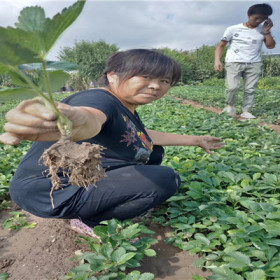 章姬草莓苗价格查询列表、脱毒章姬草莓苗基地管理