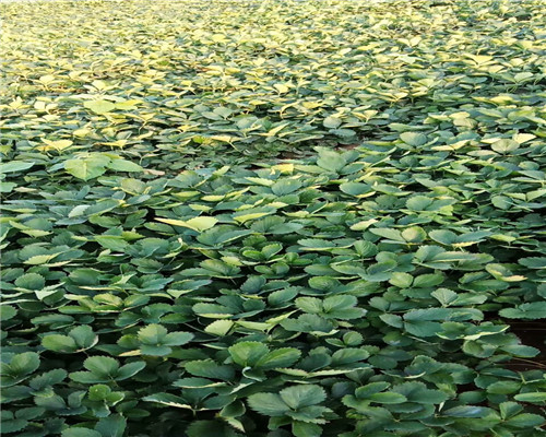 脱毒型法兰地草莓苗