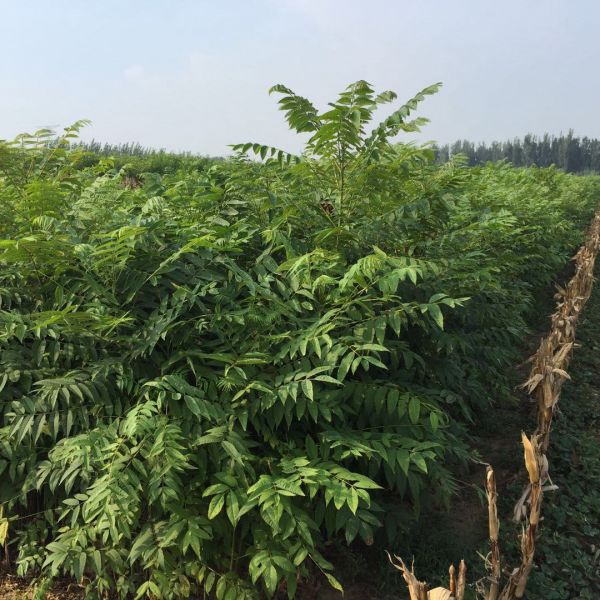 矮化香椿苗批发 矮化香椿苗大棚种植技术