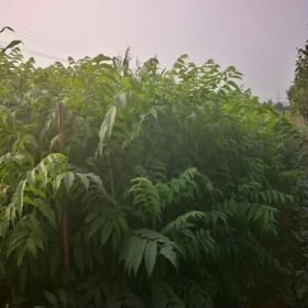 矮化香椿苗批发 矮化香椿苗大棚种植技术