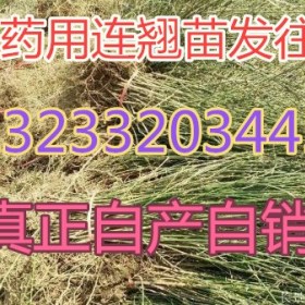 我想买连翘苗=哪里有卖连翘苗的=药用连翘苗价格