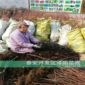 莱克西蓝莓苗今年报价、莱克西蓝莓苗主要产地