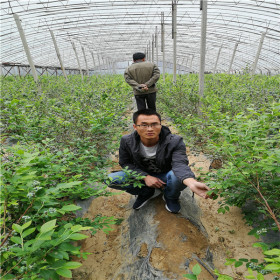 奥尼尔蓝莓苗便宜培育基地、奥尼尔蓝莓苗优质种苗