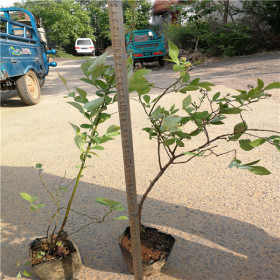 追魄蓝莓苗报价一览表、追魄蓝莓苗货源地