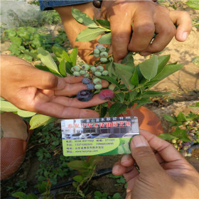 圣蓝蓝莓苗新价格、圣蓝蓝莓苗育苗基地在哪里