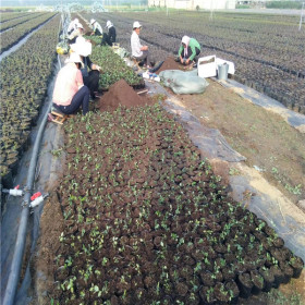 农丹4号蓝莓苗种植技术 春高蓝莓苗种植时间