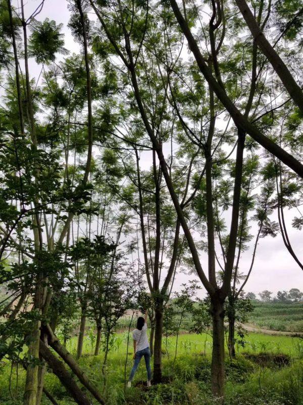 藍(lán)花楹基地促銷