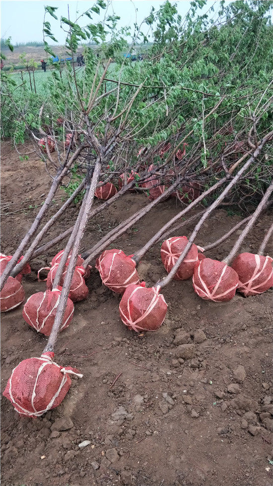 杏樹種植過程