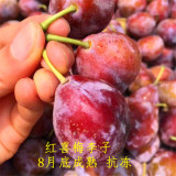 紅喜梅李子苗批發(fā) 2公分紅喜梅李子苗抗凍嗎