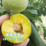 青脆李樹苗價(jià)格,批發(fā)青脆李樹苗,2020年青脆李樹苗哪里有賣