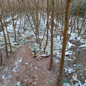 基地直销油蟠7号桃树苗多少钱一棵