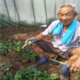 适应湖北草莓苗 ，草莓苗多少钱