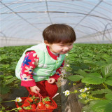 草莓苗廠家 ，甜查理草莓苗基地