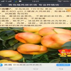 北京14号桃苗贵州省桃树苗