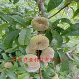 哪里出售桃樹苗=黃金蜜1號(hào)桃樹苗哪里賣、哪里有新品種桃樹苗