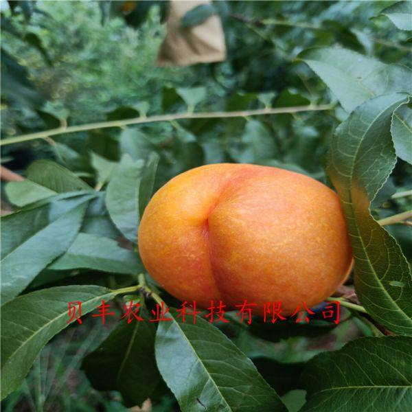 早熟桃樹(shù)苗