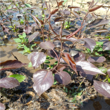 哪里有梨树苗，大量梨树苗新品种，万恒丰梨树苗种植基地