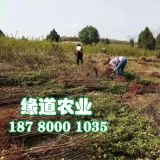 李子苗价格,批发李子树苗,2-3公分李子苗直销基地