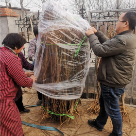 7-6油蟠桃樹(shù)苗一顆的價(jià)格、7-6油蟠桃樹(shù)苗出售價(jià)格