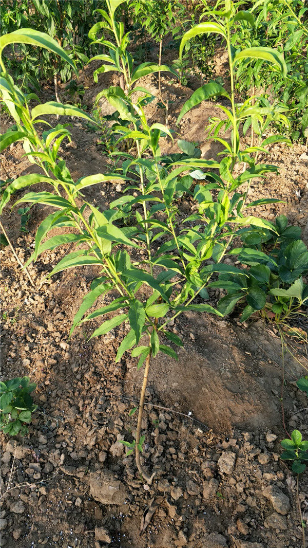 國峰7號(hào)李子苗