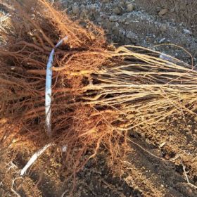 钙果苗种植基地  山西1-2年钙果苗保湿邮寄