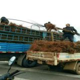 含香櫻桃苗夏剪技術(shù)規(guī)范