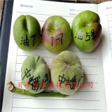 桃樹(shù)苗哪里有賣(mài)的=中油19號(hào)桃樹(shù)苗哪里賣(mài)、桃樹(shù)苗多少錢(qián)一棵