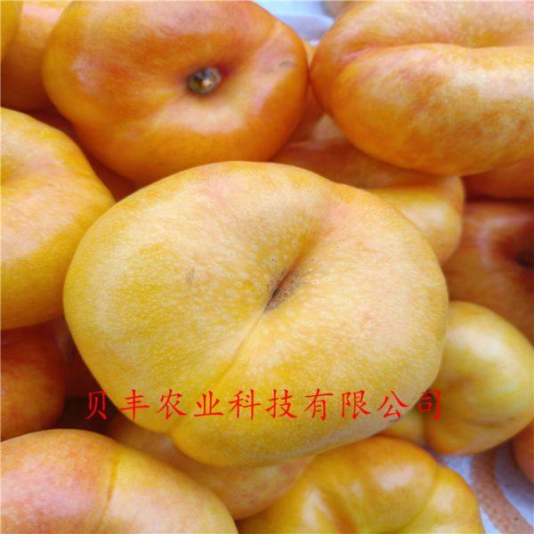 晚熟桃樹(shù)苗