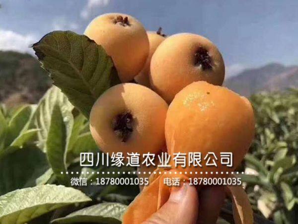 貴州枇杷樹苗