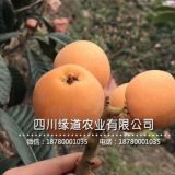 貴州枇杷樹(shù)苗那里有,批發(fā)大五星枇杷苗那里有