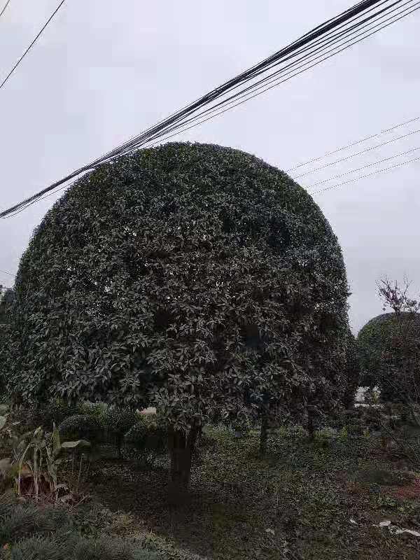 成都桂花基地