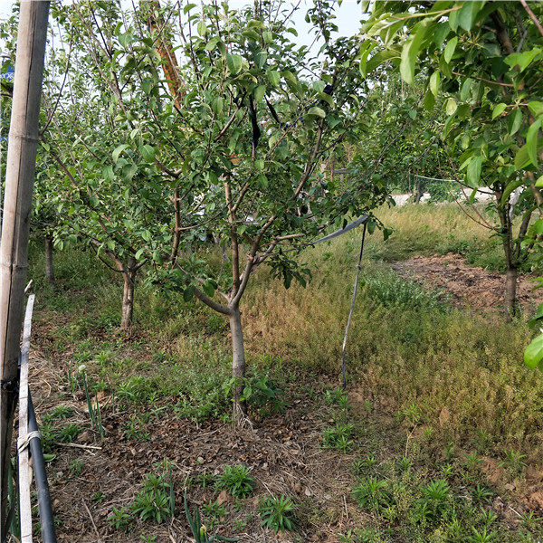 大苹果树基地