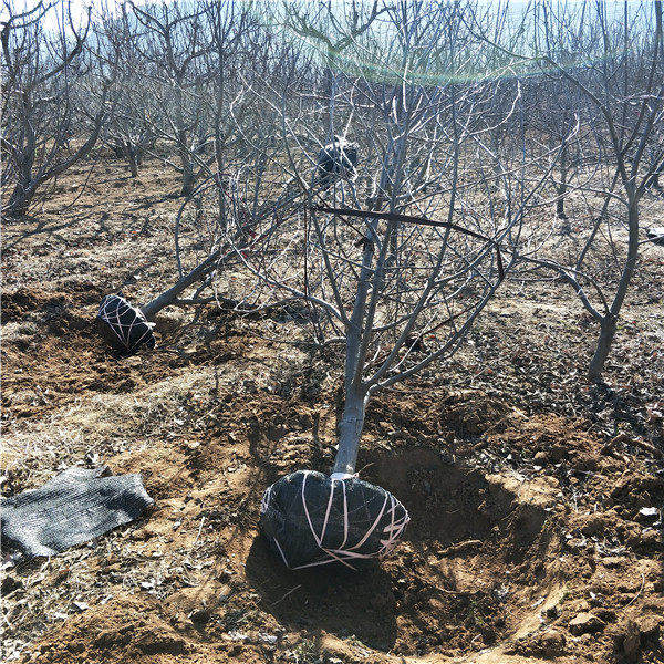 大苹果树基地