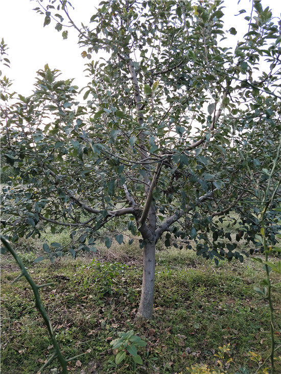 大苹果树基地