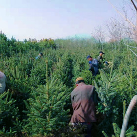 种植甘肃云杉-销售甘肃云杉-批发甘肃云杉