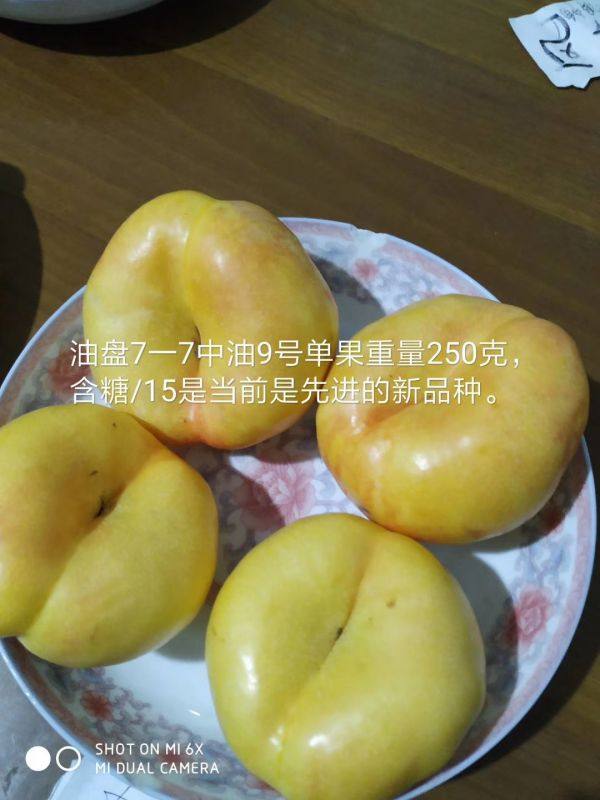 樱桃树苗图片，