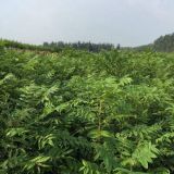 香椿苗價格 大棚紅油矮化的香椿苗批發(fā)價