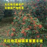 山西哪里有無(wú)刺花椒種植 =無(wú)刺花椒苗種植幾年結(jié)果