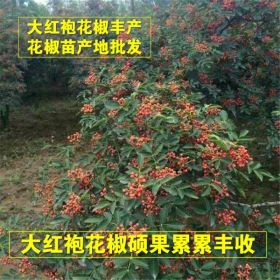 山西哪里有无刺花椒种植 =无刺花椒苗种植几年结果